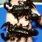 10 Things You Did Not Know about Scorpions