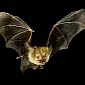 Some 100,000 Bats Fall from the Sky, Die in Australia