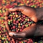 100,000 Squatters Are Growing Coffee in UNESCO World Heritage Site