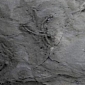 100-Million-Year-Old Footprints Found at Dinosaur Cove in Australia
