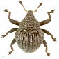 101 New Beetle Species Discovered in New Guinea