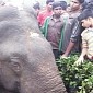 11,000-Volt Wire Kills Adult Elephant in India