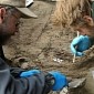 11,000-Year-Old Remains of Ice Age Infants Found in Alaska