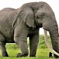 11 Elephant Killers Arrested in Sumatra, Indonesia