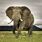 11 Elephants Killed in Kenya's Worst Animals Mass Shooting