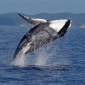 11 of 64 Stranded Whales Saved in Tasmania