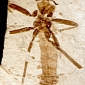 125-Million-Year-Old Flea Discovered in China