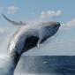 14 Amazing Facts about Whales