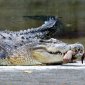 14 Amazing Facts About Crocodiles