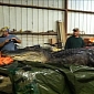 14-Foot (4.3-Meter) Alligator Caught in Hempstead County, Arkansas