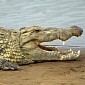 15,000 Nile Crocodiles Escape from Farm in South Africa