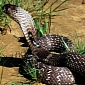 15-Foot (4.5-Meter) Long King Cobra Released in the Wild in India
