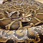 15-Foot-Long Python Strangles Security Guard to Death