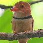 15 New Bird Species Discovered in the Amazon