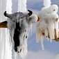 15 Severed Cow Heads Are Part and Parcel of Really Bizarre Ice Sculpture