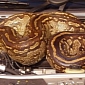 16-Foot Long Python Hitches a Ride with Terrified Couple