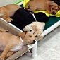 17 Puppies Dumped Alongside Road in Indiana, Police Looking for the Culprit