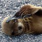 18 Sea Lion Pups Are Rescued in 48 Hours in California