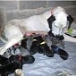 19 Puppies Born to a Great Dane Living in Pennsylvania, US