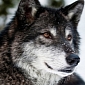 2,567 Wolves Killed in the US' Lower 48 States Since 2011 Until Now