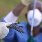 2 More British Farms Found with Bird Flu