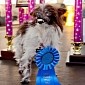 2-Year-Old Pooch Named Peanut Crowned the World's Ugliest Dog
