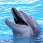 $20,000 (€15,625) Reward on Head of Dolphin Killers, Courtesy of Captain Paul Watson