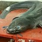 20-Foot (6-Meter) Eel Taller than a Double Decker Caught in UK Waters