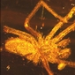 20 Million Year Old Spider Found in Amber