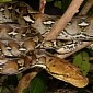 20-Foot (6-Meter) Python Attacks Man, Puts Him in the Hospital