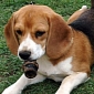 200 Beagles Rescued from Laboratory in Brazil