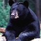 200-Pound (90-Kg) Bear Crashes Birthday Party in Florida