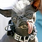 2007’s World’s Ugliest Dog Elwood Has Died