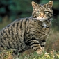 2013 Expected to Seal the Fate of Scottish Wildcats