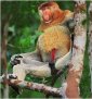 21 Things About (Old World) Monkeys and Their Sexuality