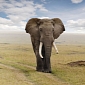 22,000 Elephants Slaughtered by Poachers in Africa in 2012 Alone