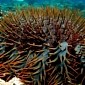 250,000 Crown-of-Thorns Starfish Killed in Australia Over the Past 21 Months
