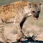 257,000-Year-Old Hyena Poop Found to Contain Human Hairs