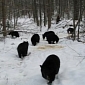 27 Bear Cubs Refuse to Hibernate, Give Their Caretaker a Rather Difficult Time