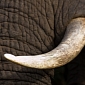 28 Elephants Brutally Killed by Poachers in Cameroon