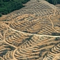 3.5 Million Hectares of Forest Turned Into Plantations in Just 2 Decades