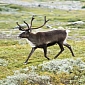 3,500 Reindeer Slaughtered on the Island of South Georgia