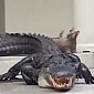 3.7-Meter-Long (12.13 Feet) Alligator Pays Couple in South Carolina a Home Visit