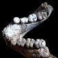 3.8 Million Years Old Human Jaw Clarifies Human Evolution