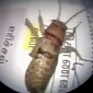 3-Inch (7.6-Centimeter) Cricket Found Living Inside Man's Ear