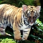 3-Week-Old Tiger Cub at London Zoo Dies After Falling in Enclosure Pool