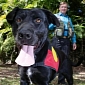 3-Year-Old Labrador Is a Trained Archaeologist - Video