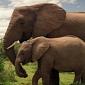 30 Countries Pledge “Zero Tolerance” on Illegal Ivory Trade