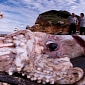 30-Foot (9-Meter) Giant Squid Washes Up on Shore of Cantabria, Spain