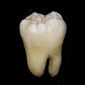 30-Millennium-Old Tooth Analyzed